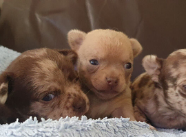 Stunning chihuahuas