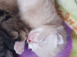 4beautiful burmese cross tabby kittens