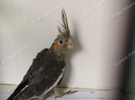 Baby Cockatiel&rsquo;s