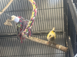 Fife canaries x 2