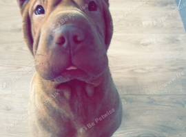 Female shar pei for rehoming