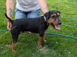 Lakeland dog