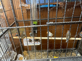 Zebra finches for sale