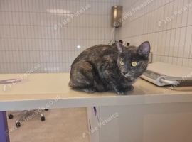 Beautiful approx 4 yr old female cat not spade