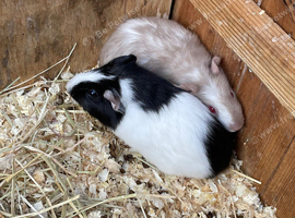 8 week old guinea pigs