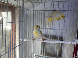 Two male yellow mosaics canary&rsquo;s