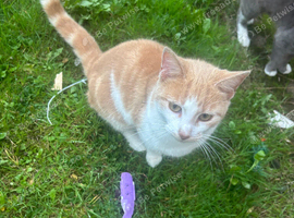 Ginger and white cat