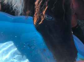 Diamond my Shetland