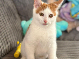 4 month old Ginger and white male