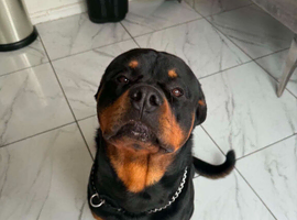 2.5 year old male rottweiler