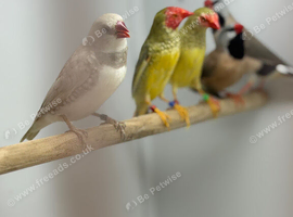 Star finch