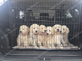 GOLDEN RETRIEVER PUPPIES - BANGOR NORTHERN IRELAND