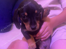 Miniature dachshund puppies