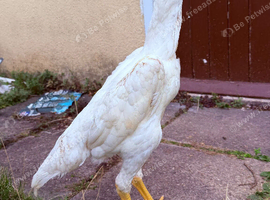 WHITE SHAMO CHICKENS AVAILABLE