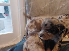 Puppy