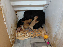 2 cocker spaniel puppies