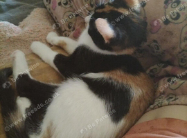 4 months old kittens for rehoming