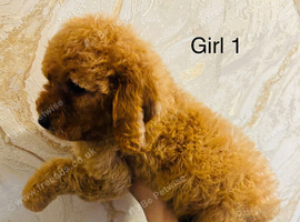 Adorable Cavapoo puppies