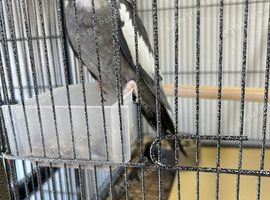 Cockateil