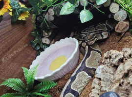 Royal python