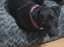 Patterdale dog 3 yrs old