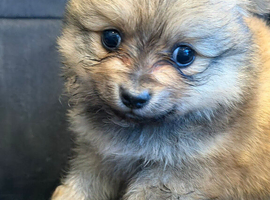Pomerian pups for sale!!