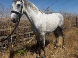 15/15.1h Connemara gelding project