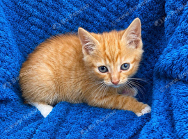 Kittens