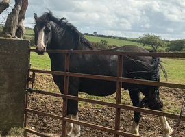 Quality section C gelding