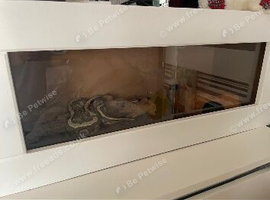 Royal python