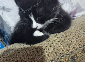 I have 3 black kittens 2 male 1 female