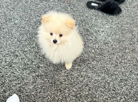 Pomerian