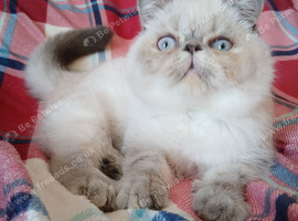 STUNNING PEDIGREE PERSIAN EXOTICS