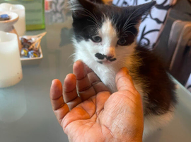 A Kitten Available !