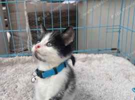 Rag doll mix boy kitten