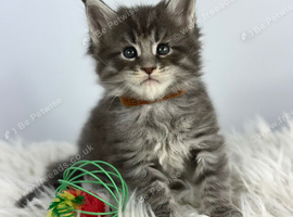 7 Gorgeous Pure Breed Maine Coon Kittens