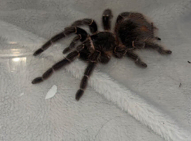 Salmon Pink Tarantula