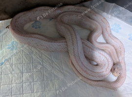 Snow Tessa Corn