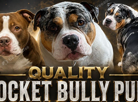 Pocket Bully Pups coming soon