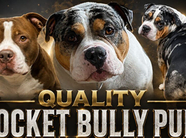 Colourful Pocket bullys due next month