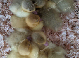 Days Old Lavender & White Muscovy Ducklings