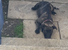 Staff x plot hound