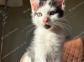 (READY NOW) these beautiful Maine coons are ready to go to there new homes.