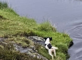 Spaniel