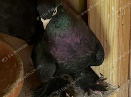 Indian fantail