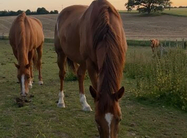 Ex race horses