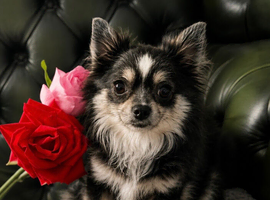 Beautiful Long-Haired Blue & White Chihuahua &ndash; 18 Months Old
