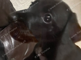 Male puppy for sale