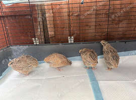 Quails