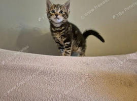 Brown Tabby Female